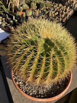 Ferocactus grusonii